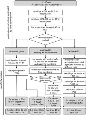 Comparative analysis of extracellular vesicle isolation methods from human AML bone marrow cells and AML cell lines